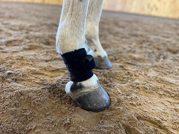 A horse's leg with a device wrapped around it