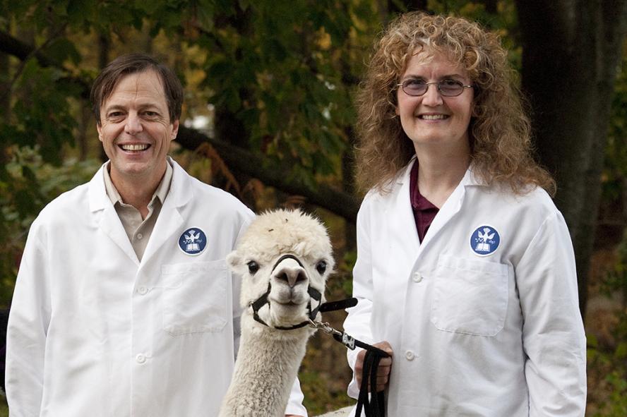 Charles Shoemaker and Daniela Bedenice with an Alpaca