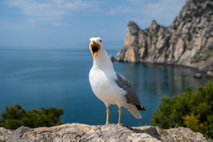 Stock image of a seagull squaking