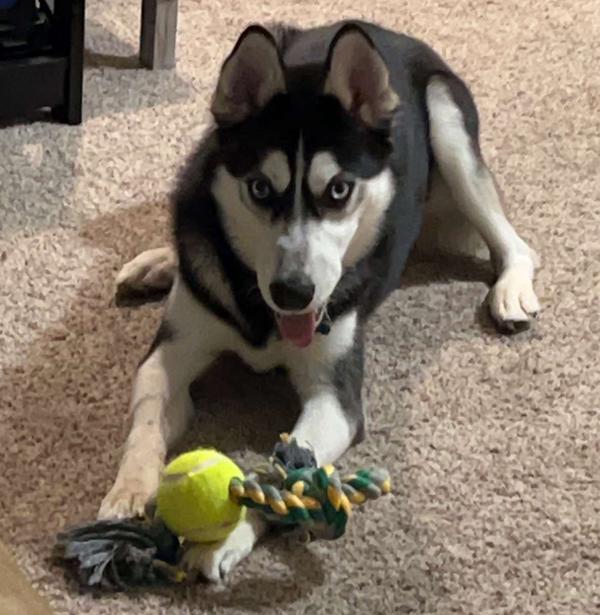 Alaskan Husky playing with his tennis ball toy.