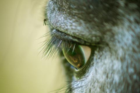 A mosquito biting a horse right above its eye.