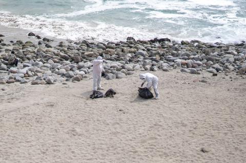 Health workers on the beaches of Lima, bird flu in Peru. Sick pelicans on the beach of Punta Hermosa.