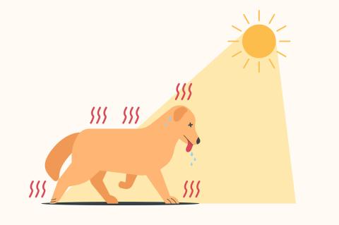 Illustration of Dog walking in the sun and have heat stroke symptoms