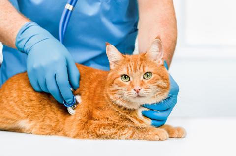 orange cat with a veterinarians hand on it listening to it's heart with a stethoscope