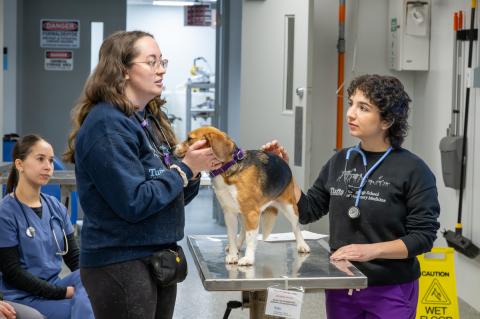 Two veterinary students standing with a brown medium sized beagle that is standing on an exam table.