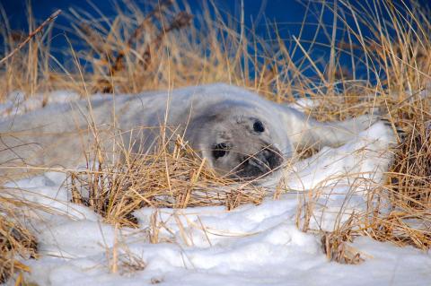 A seal pup rests on a snowy shore amid wisps of tan grass 