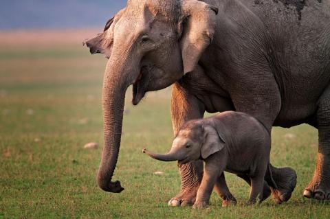 An Asian elephant mother and calf walk through Corbett National Park in India